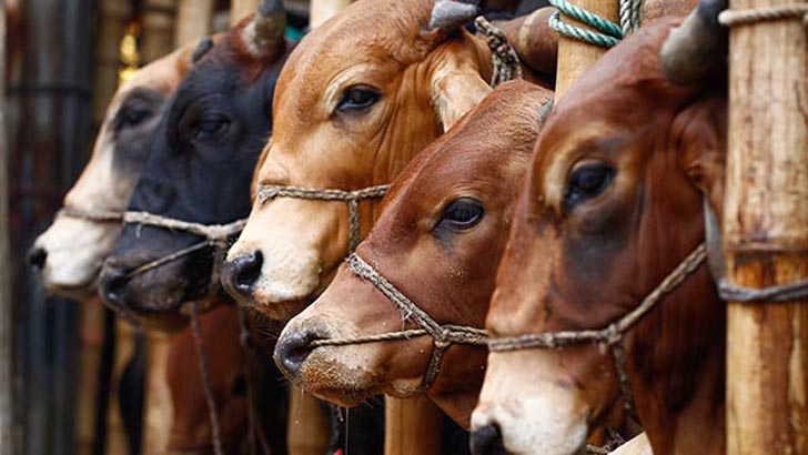 সবার জন্য কুরবানী